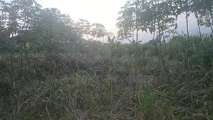 110*100 Land at Tanoso Dominase for Sale