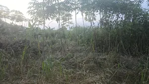 110*100 Land at Tanoso Dominase for Sale