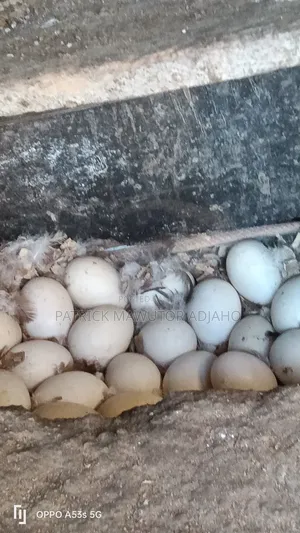 Fresh Duck Eggs for Sale!