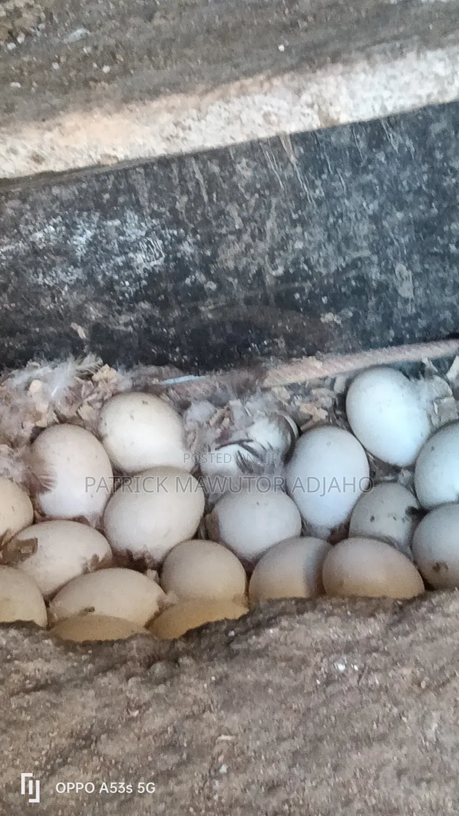 Fresh Duck Eggs for Sale!