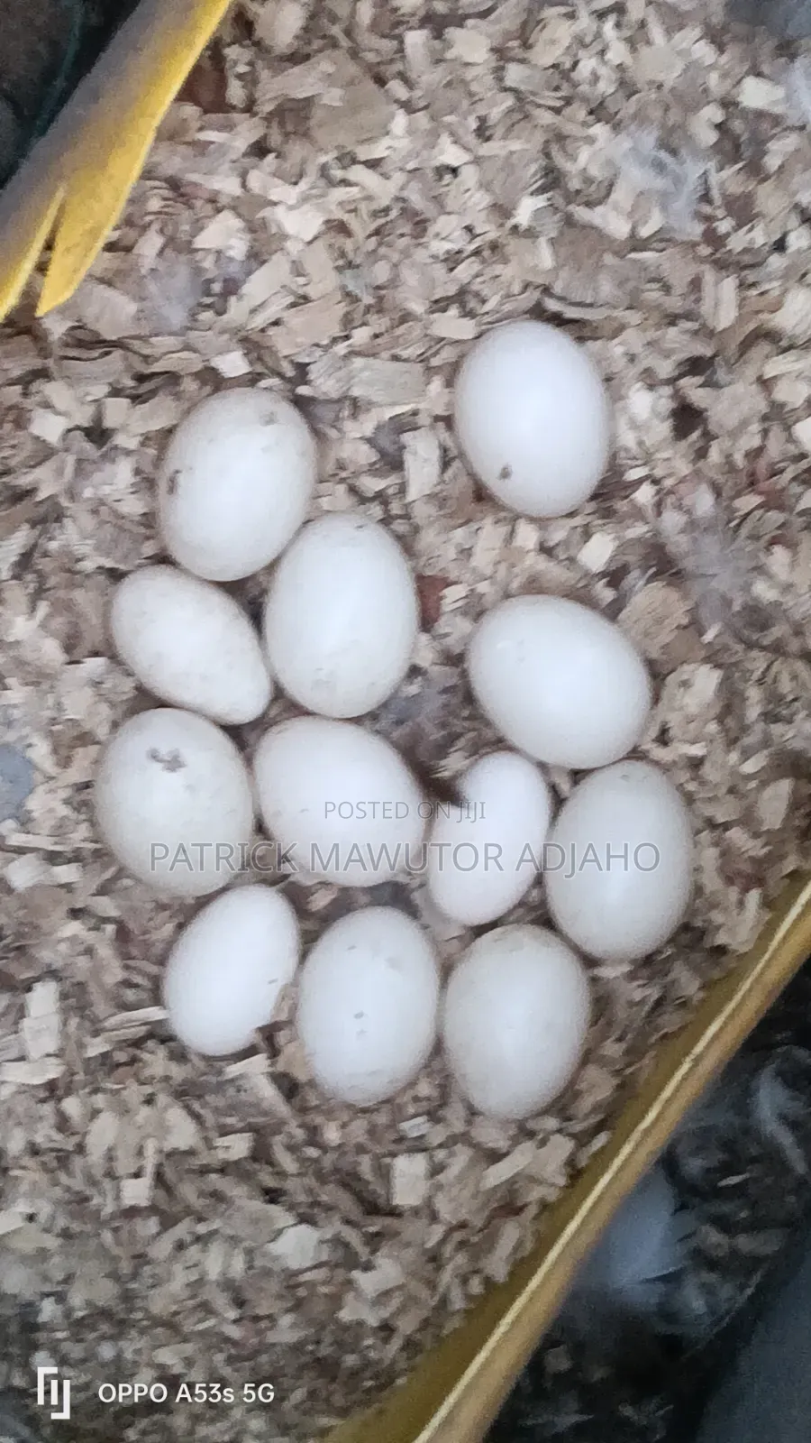 Fresh Duck Eggs for Sale!