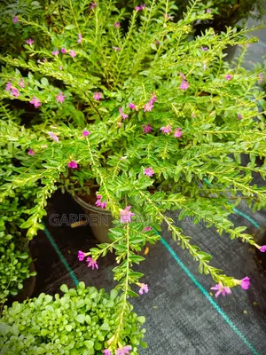 Cuphea Hyssopifolia Flower for Sale