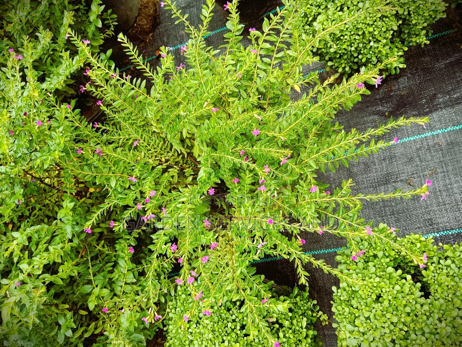 Cuphea Hyssopifolia Flower for Sale