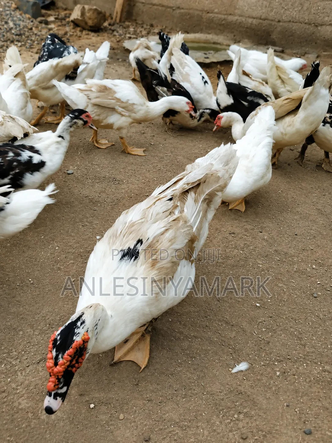 Ducks for Sale