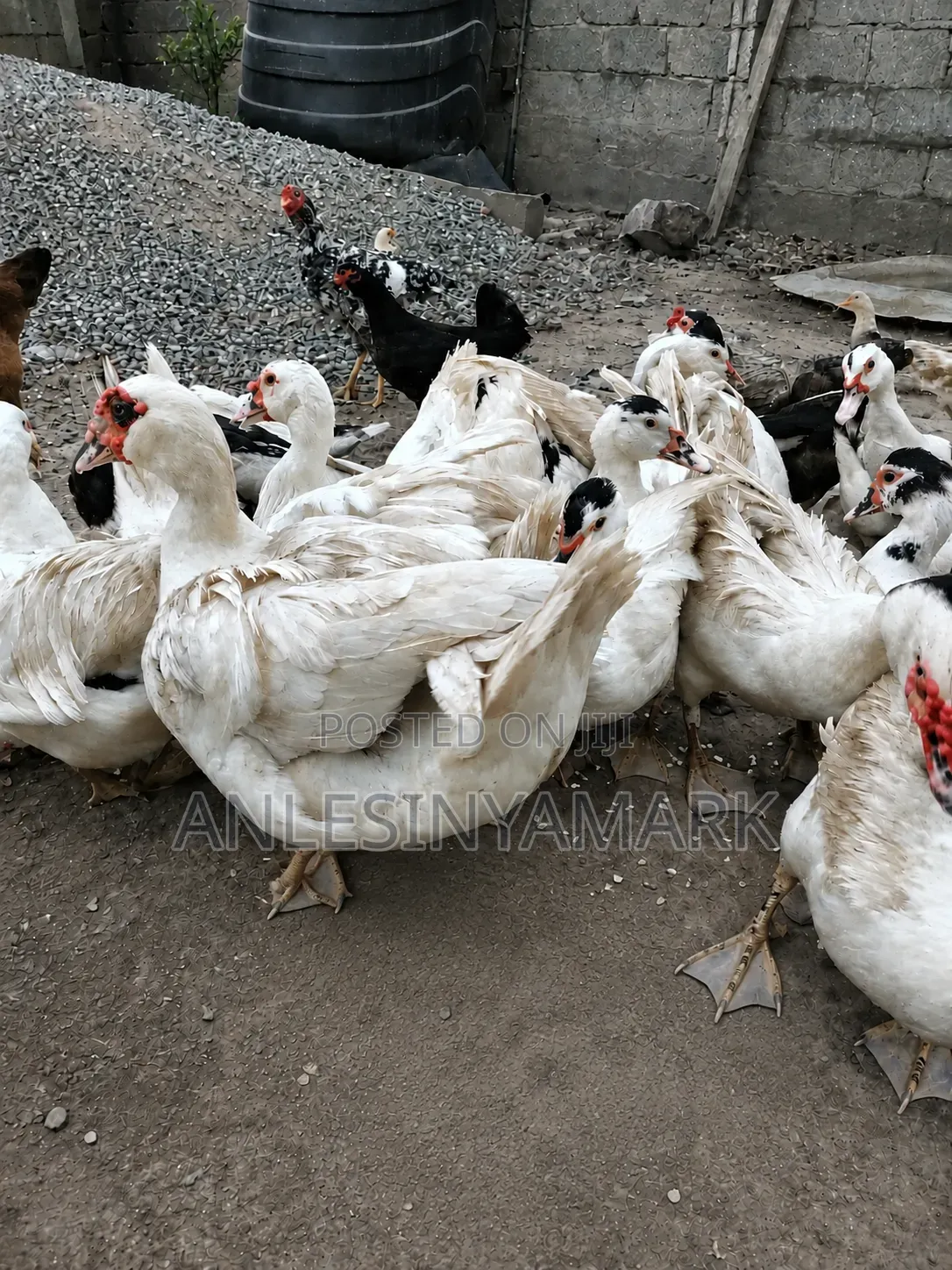 Ducks for Sale