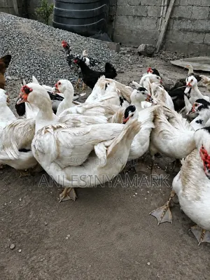 Ducks for Sale