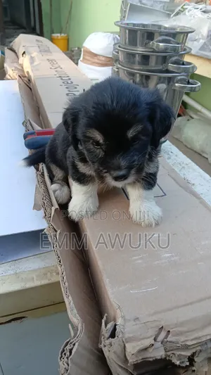 1-3 months Male Purebred Maltese