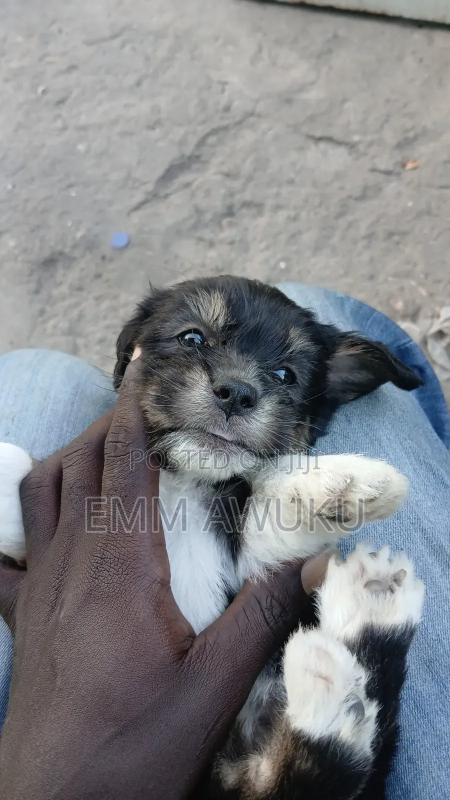 1-3 months Male Purebred Maltese
