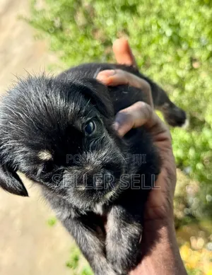 0-1 month Female Mixed Breed Poodle