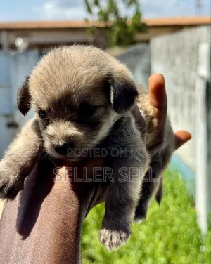 0-1 month Female Mixed Breed Poodle
