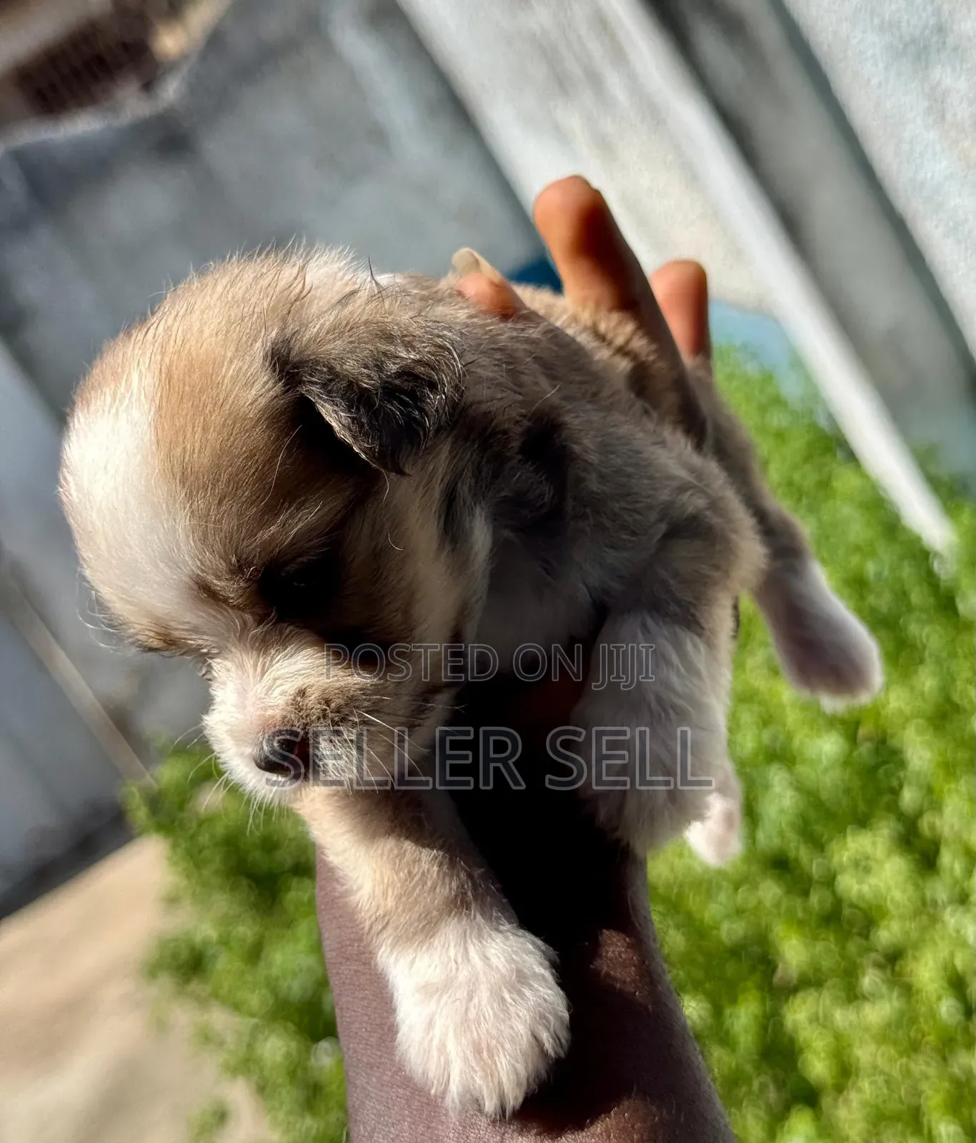 0-1 month Female Mixed Breed Poodle