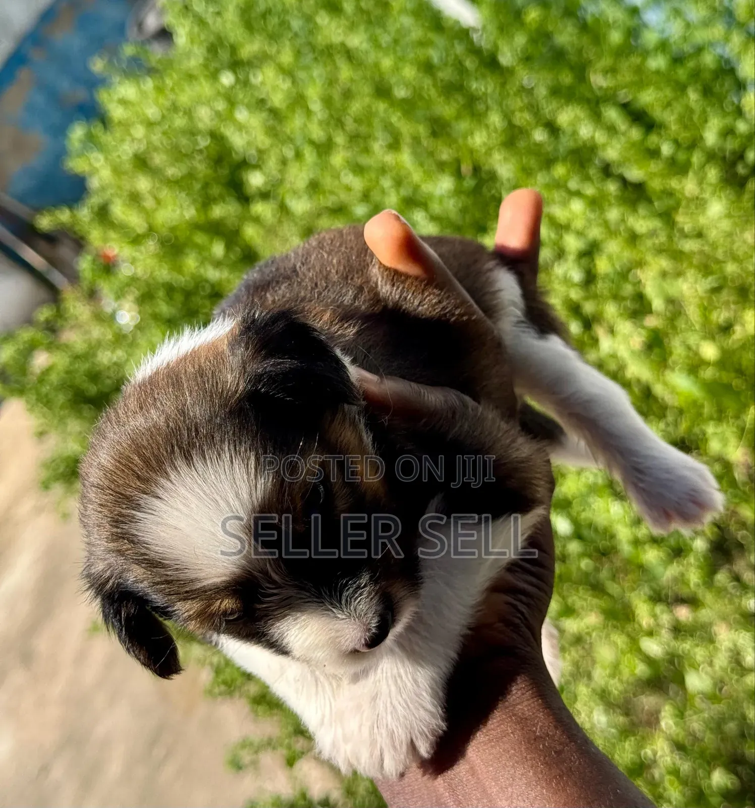 0-1 month Female Mixed Breed Poodle