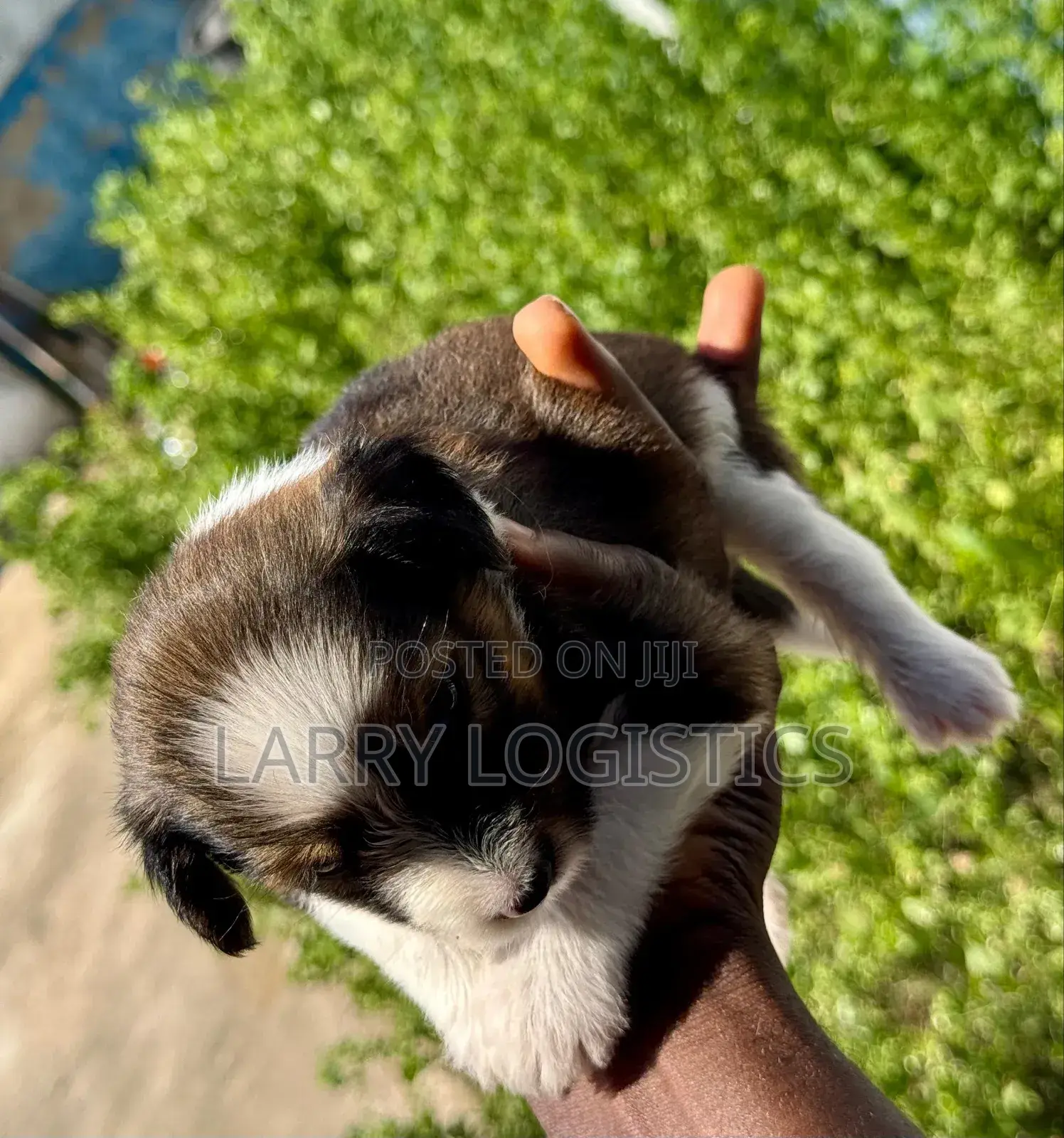 0-1 month Female Mixed Breed Poodle