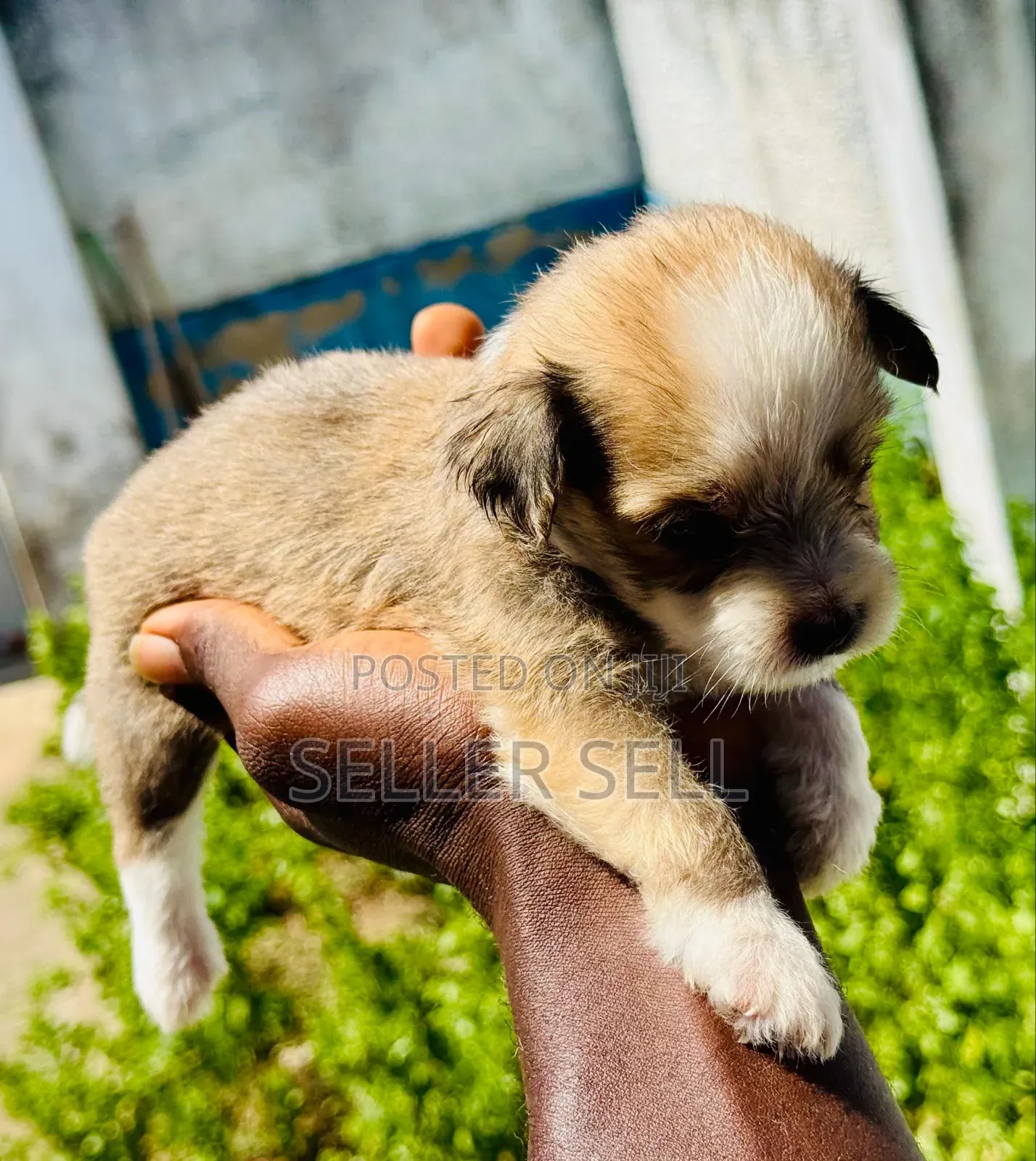 0-1 month Female Mixed Breed Poodle