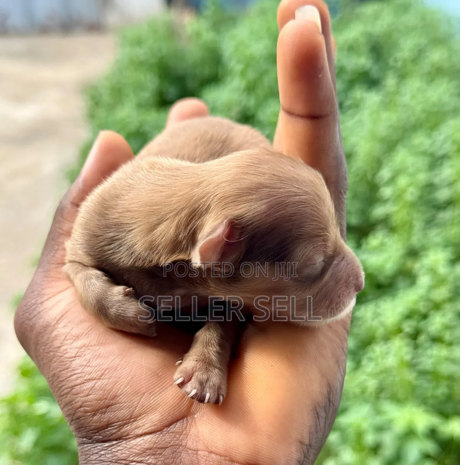 0-1 month Female Mixed Breed Poodle