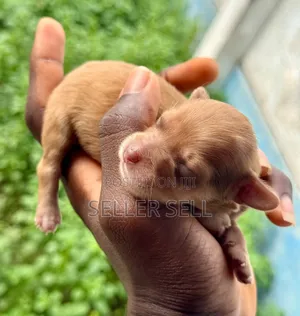 0-1 month Female Mixed Breed Poodle