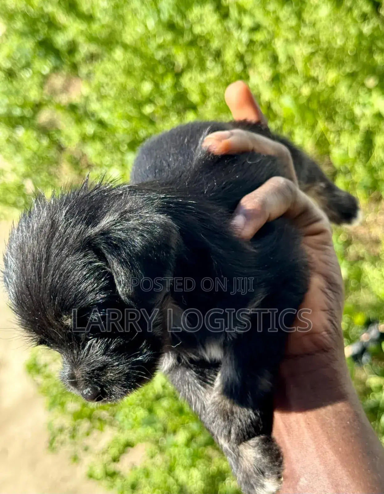 0-1 month Female Mixed Breed Poodle
