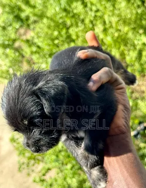 0-1 month Female Mixed Breed Poodle