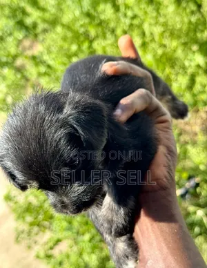 0-1 month Female Mixed Breed Poodle