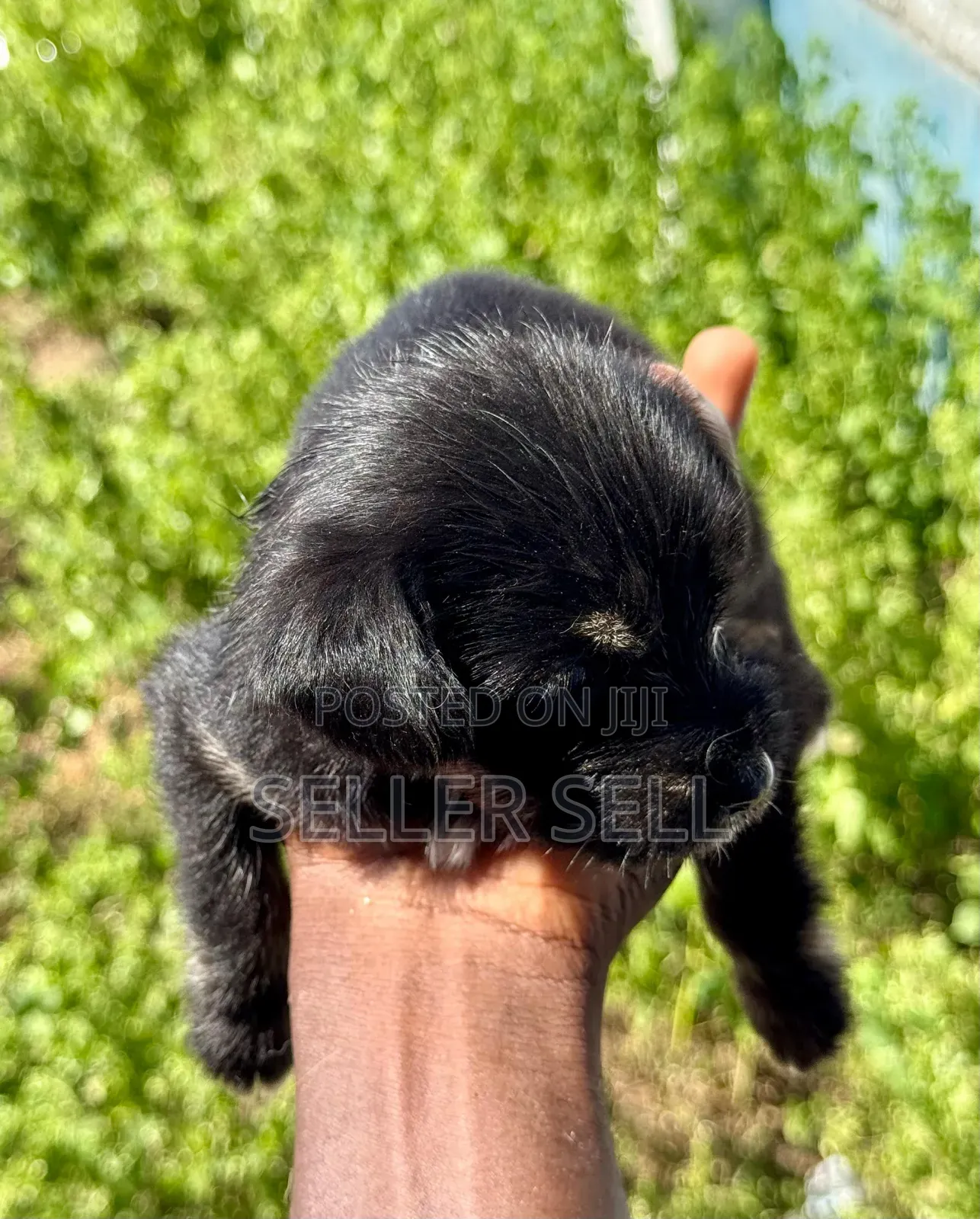 0-1 month Female Mixed Breed Poodle