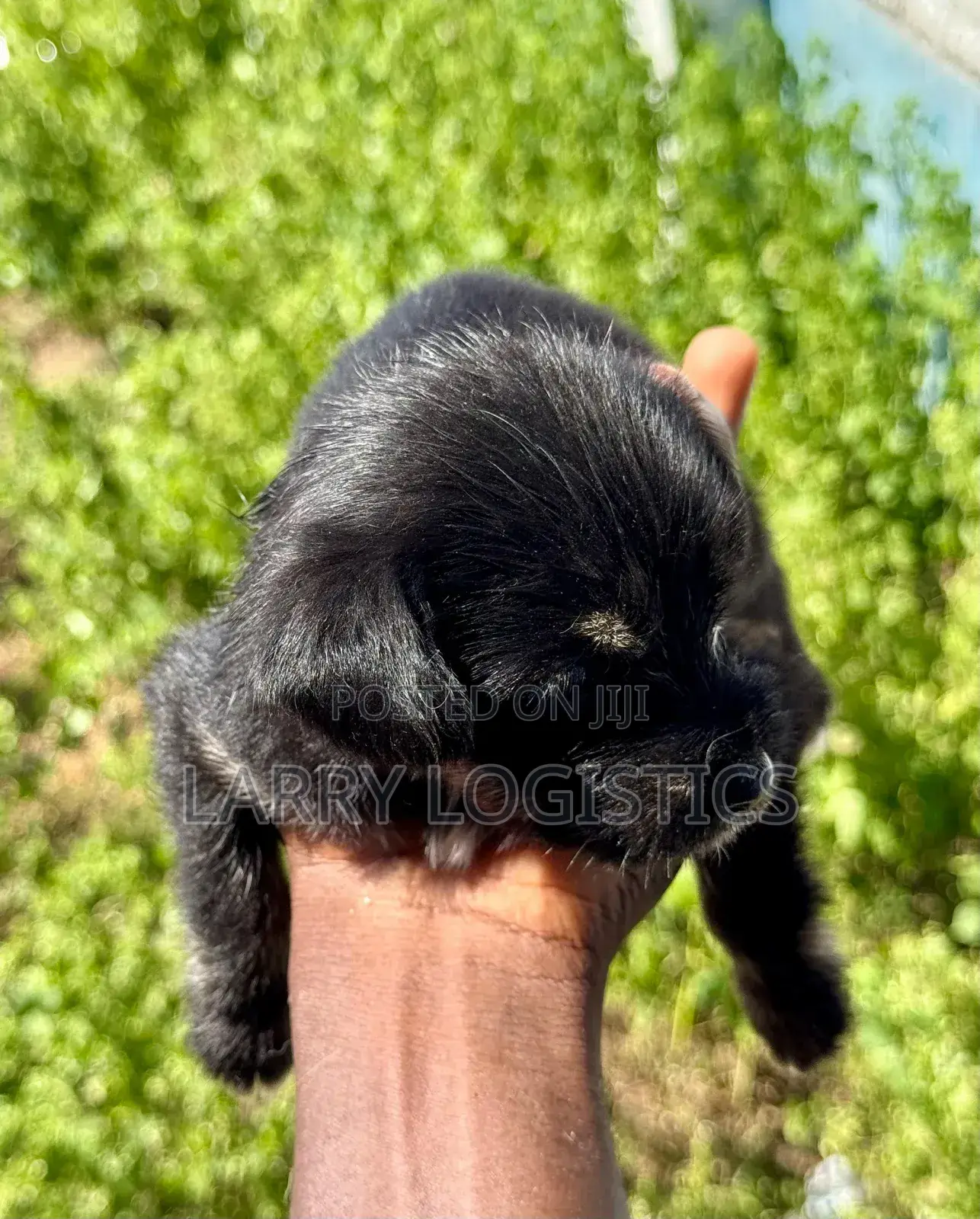 0-1 month Female Mixed Breed Poodle