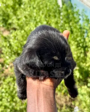 0-1 month Female Mixed Breed Poodle