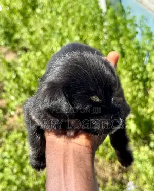 0-1 month Female Mixed Breed Poodle