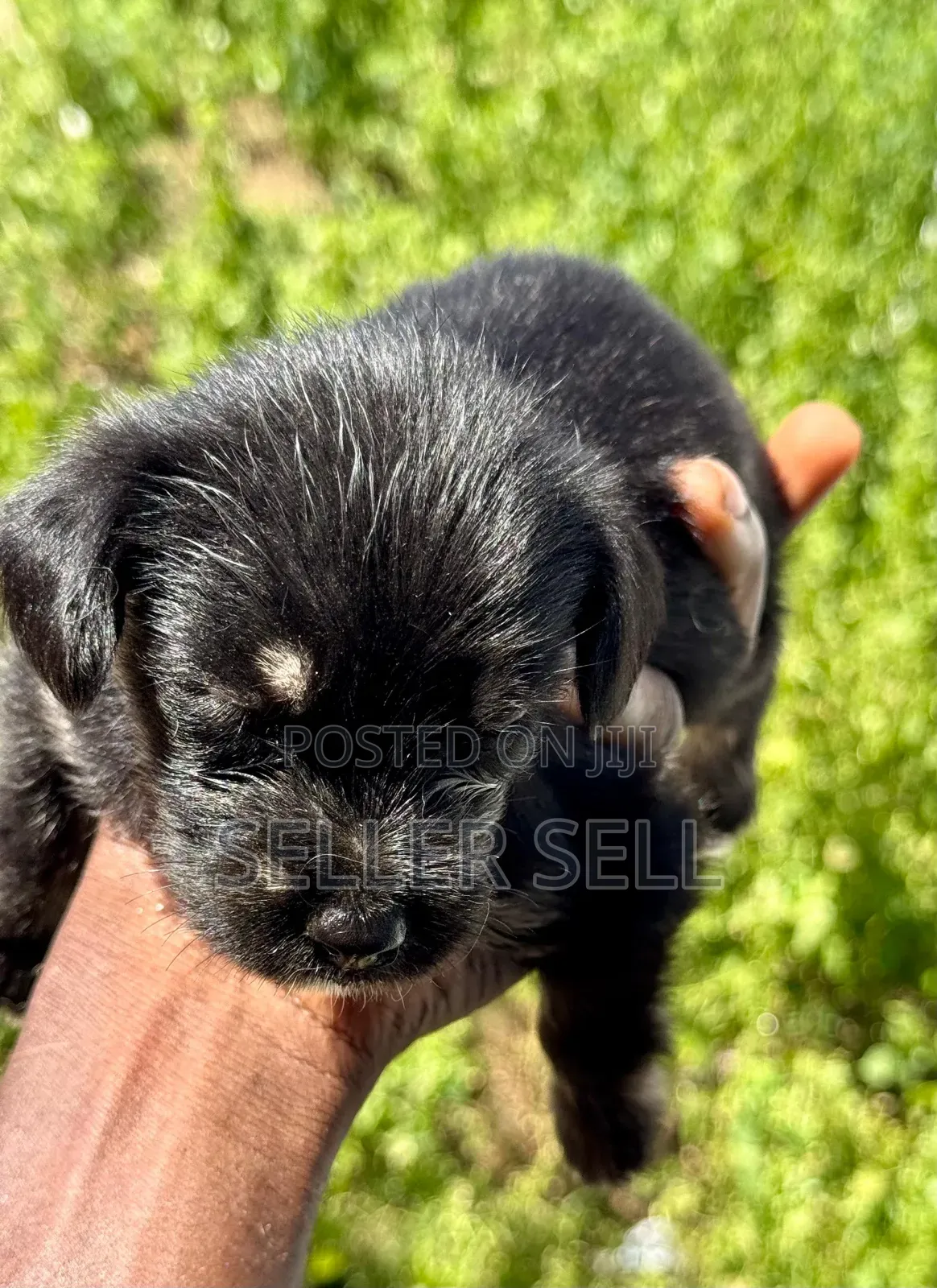 0-1 month Female Mixed Breed Poodle