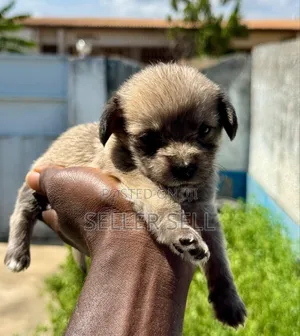 0-1 month Female Mixed Breed Poodle