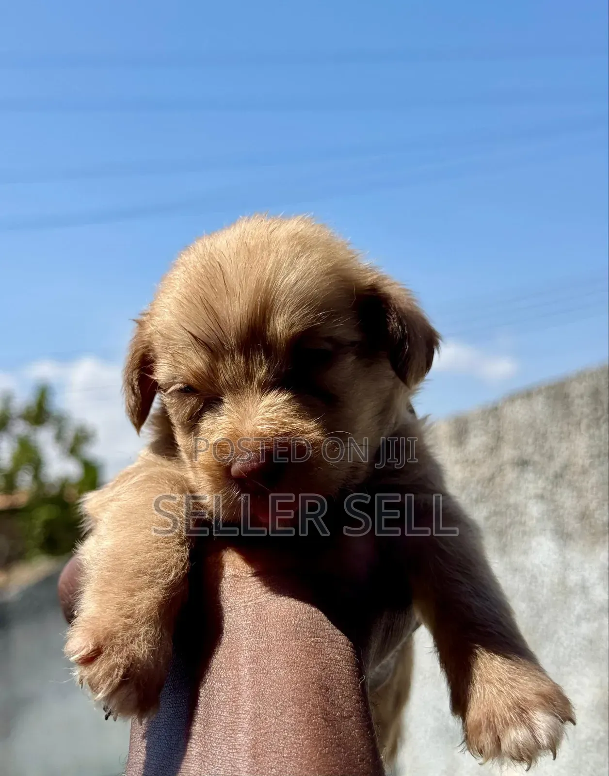 0-1 month Male Mixed Breed Poodle