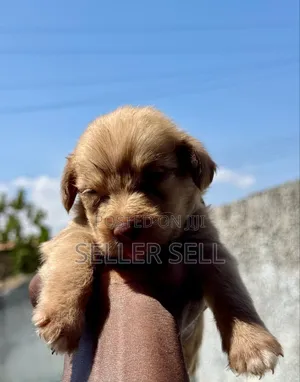 0-1 month Male Mixed Breed Poodle