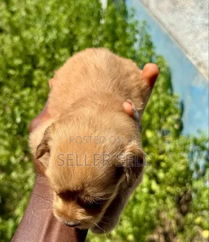 0-1 month Male Mixed Breed Poodle