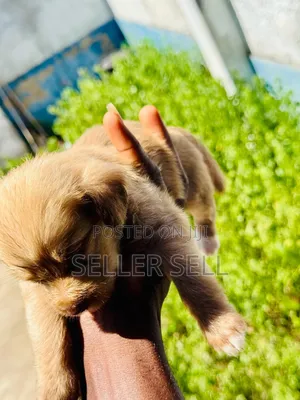 0-1 month Male Mixed Breed Poodle