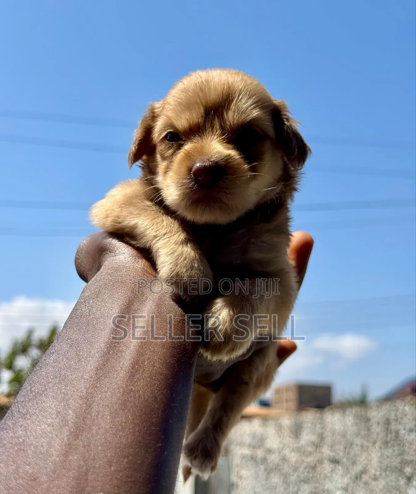 0-1 month Male Mixed Breed Poodle