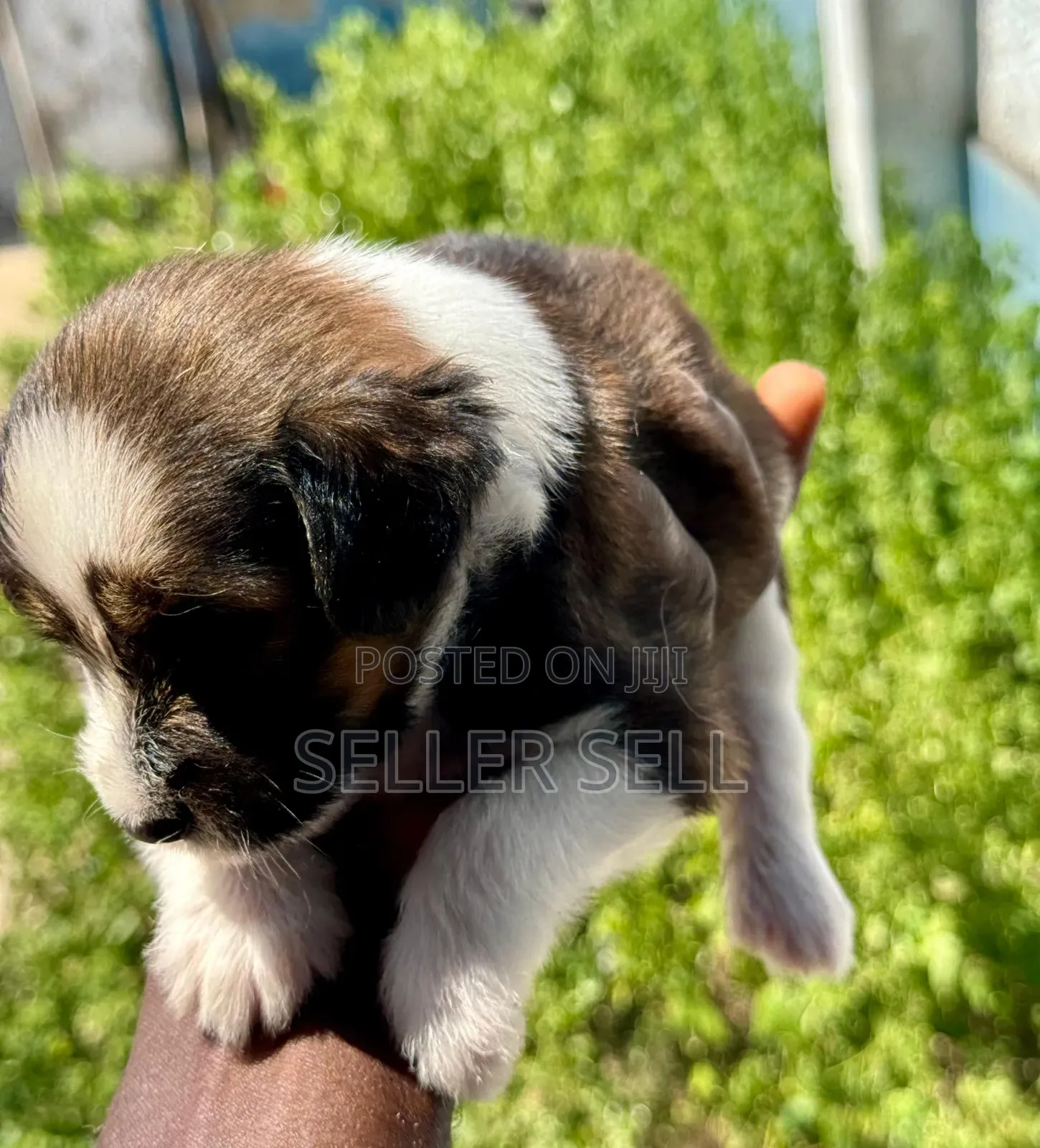 0-1 month Female Mixed Breed Poodle
