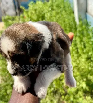 0-1 month Female Mixed Breed Poodle