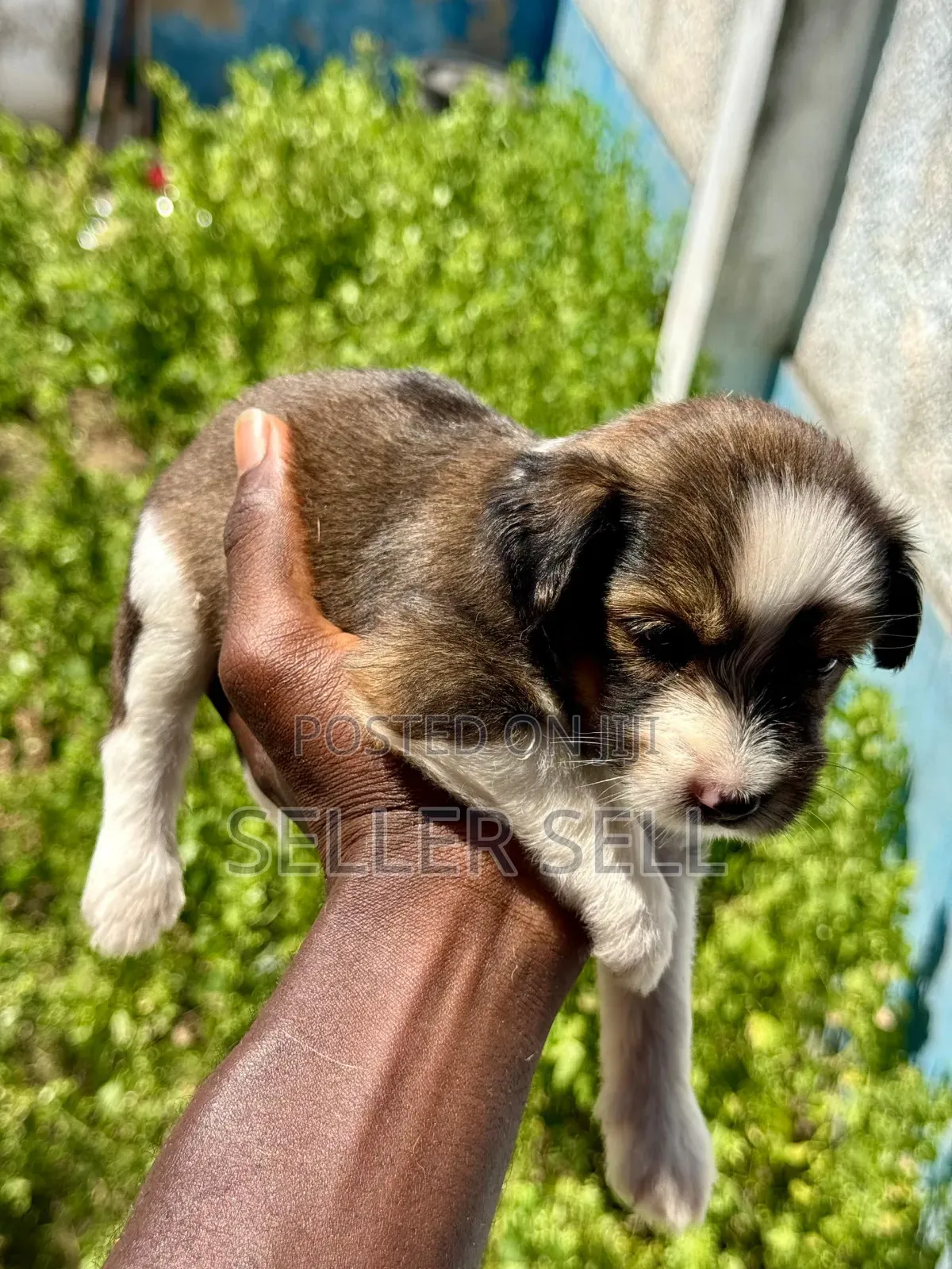 0-1 month Female Mixed Breed Poodle