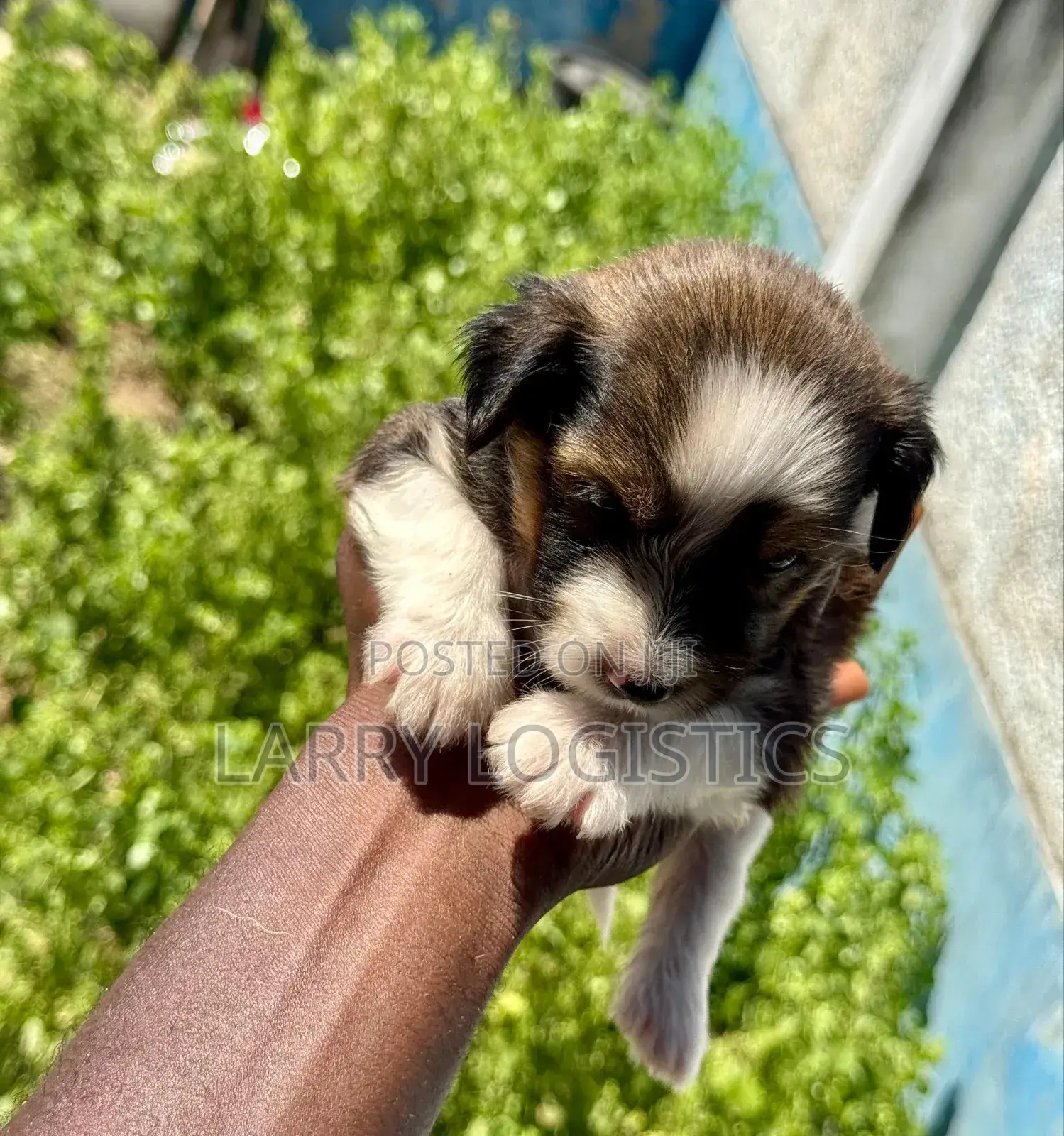 0-1 month Female Mixed Breed Poodle