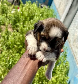 0-1 month Female Mixed Breed Poodle
