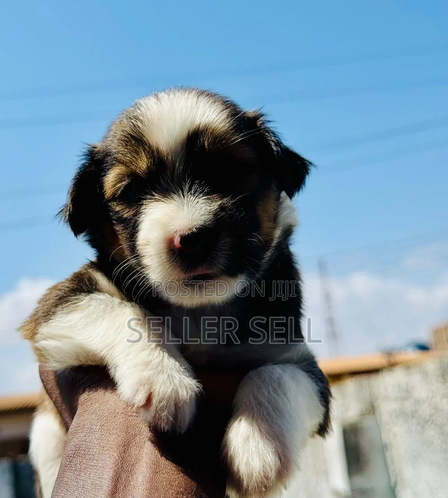 0-1 month Female Mixed Breed Poodle