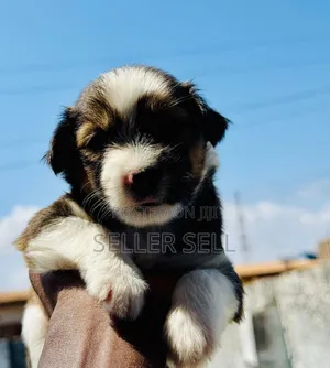 0-1 month Female Mixed Breed Poodle