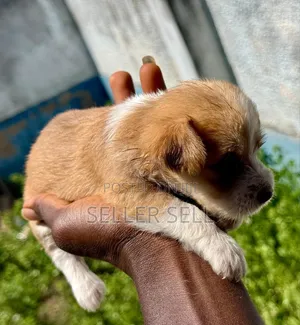 0-1 month Male Mixed Breed Poodle
