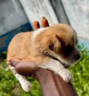 0-1 month Male Mixed Breed Poodle