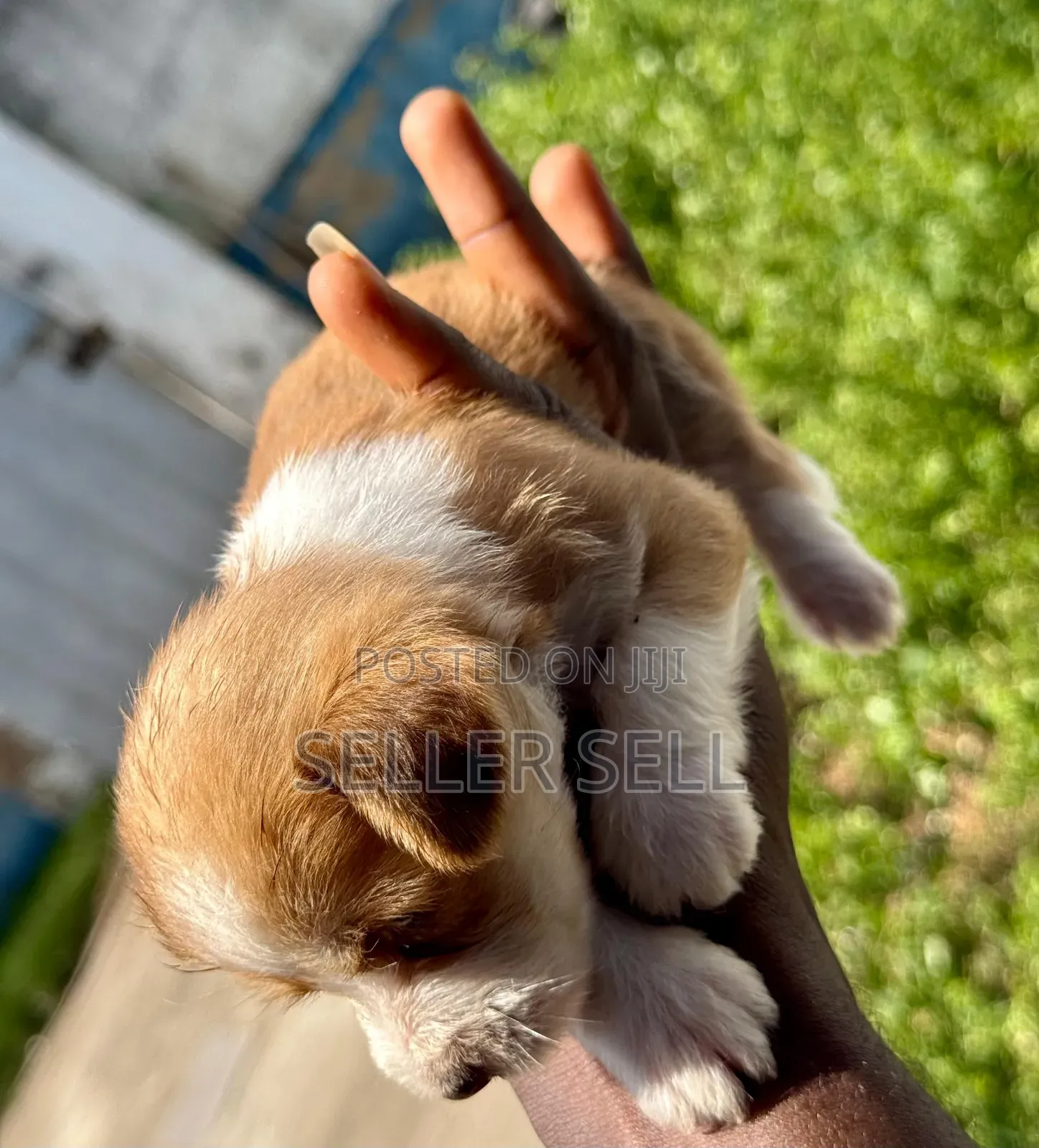 0-1 month Male Mixed Breed Poodle