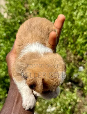 0-1 month Male Mixed Breed Poodle