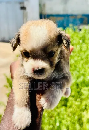 0-1 month Male Mixed Breed Poodle