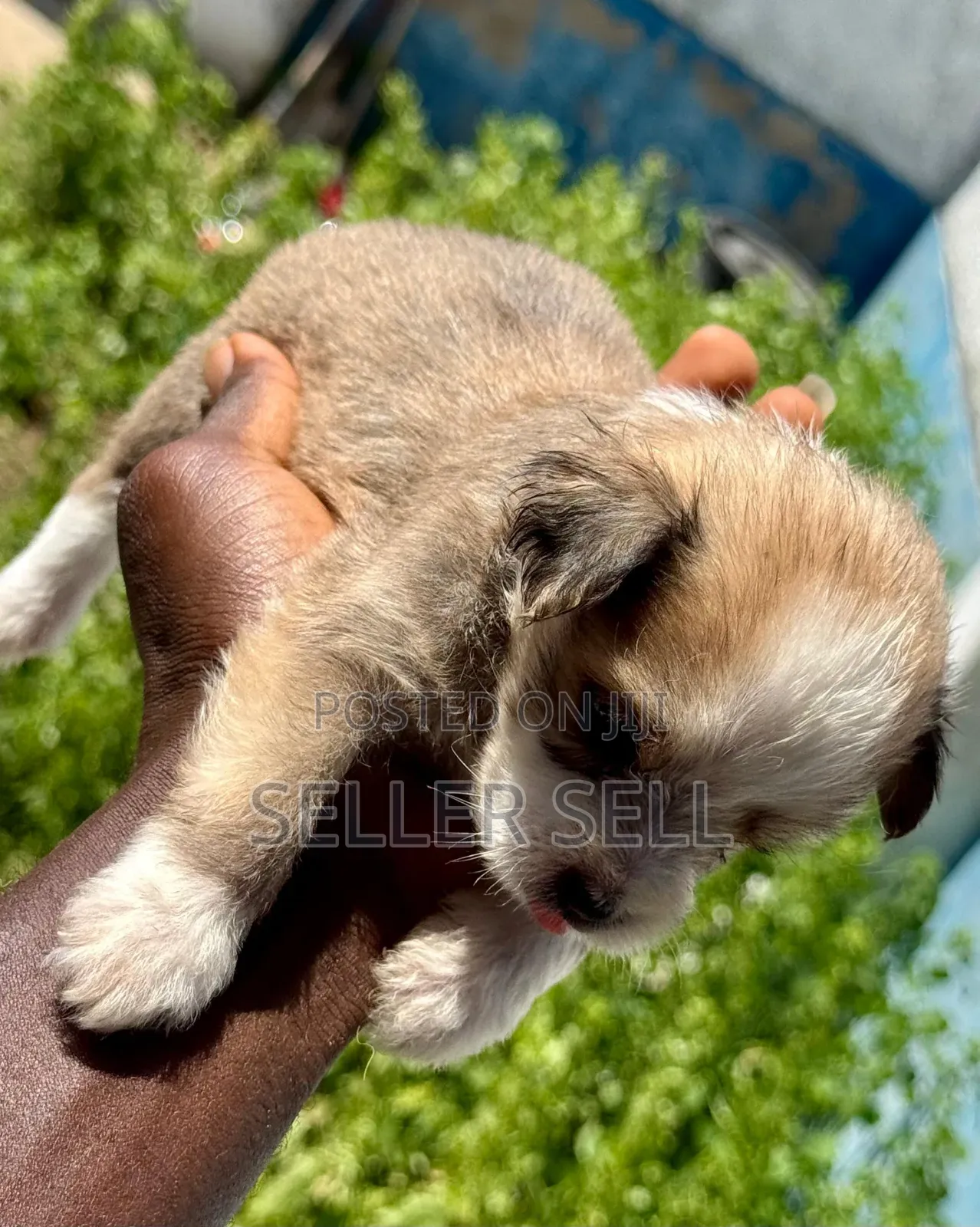 0-1 month Male Mixed Breed Poodle
