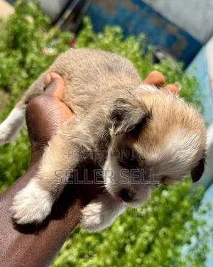 0-1 month Male Mixed Breed Poodle