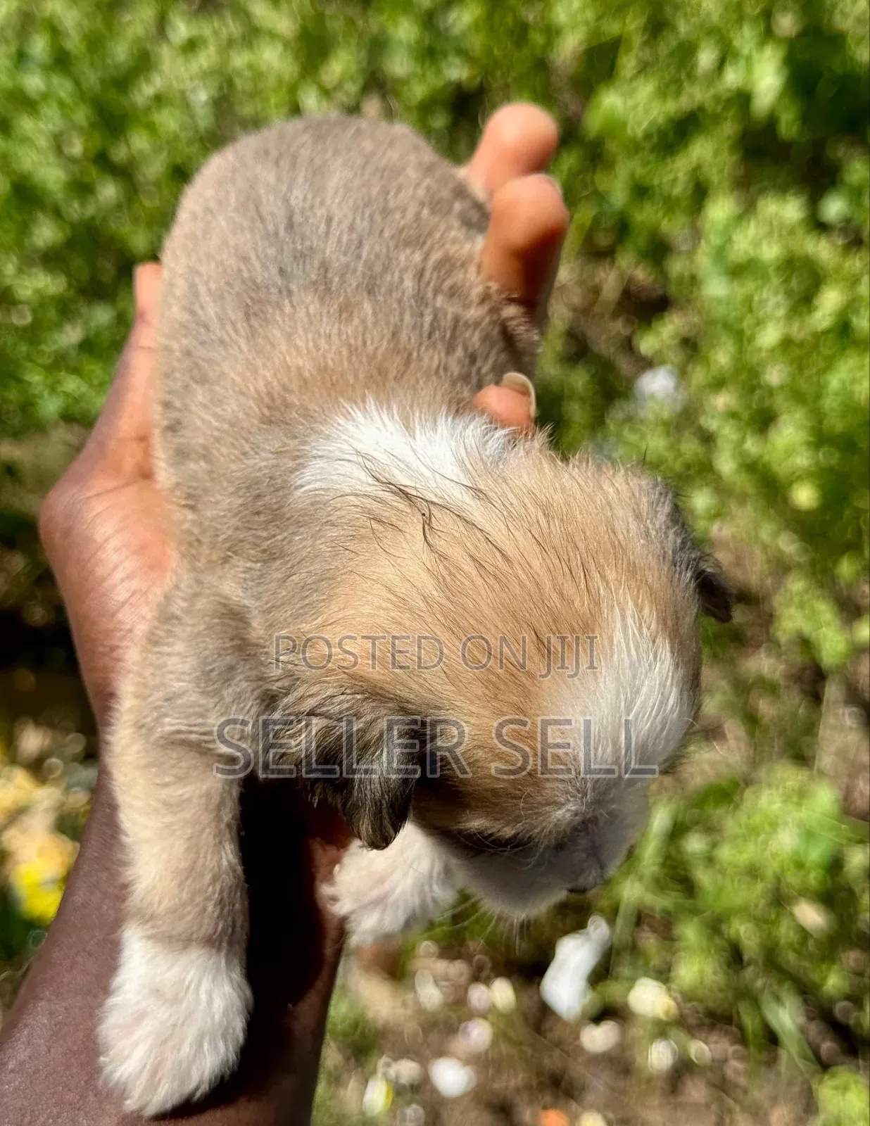 0-1 month Male Mixed Breed Poodle