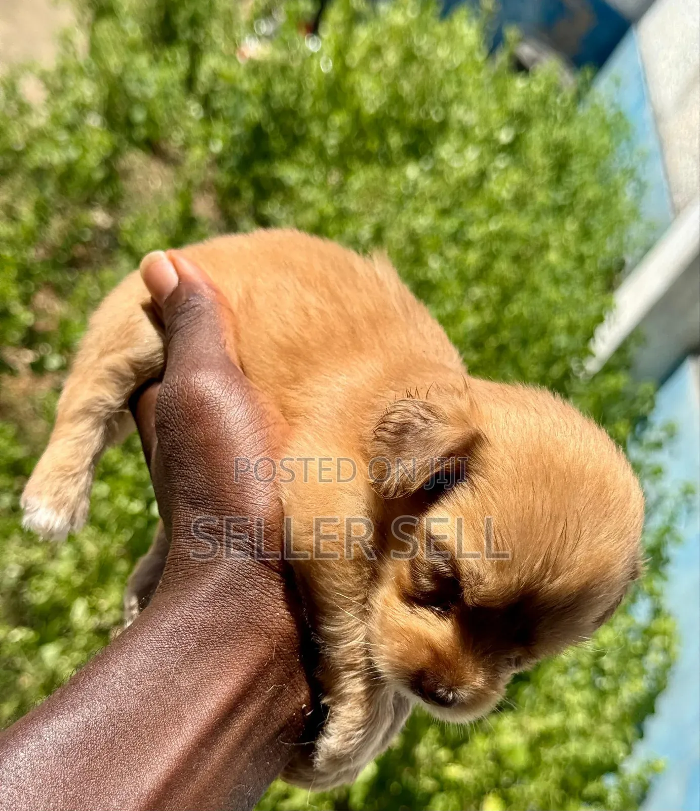 0-1 month Female Mixed Breed Poodle
